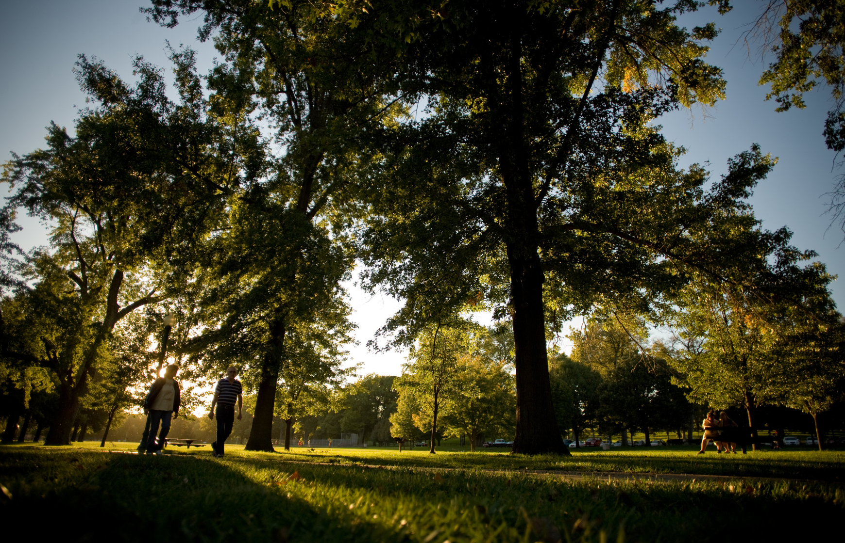 sunlight shining through the trees in a park